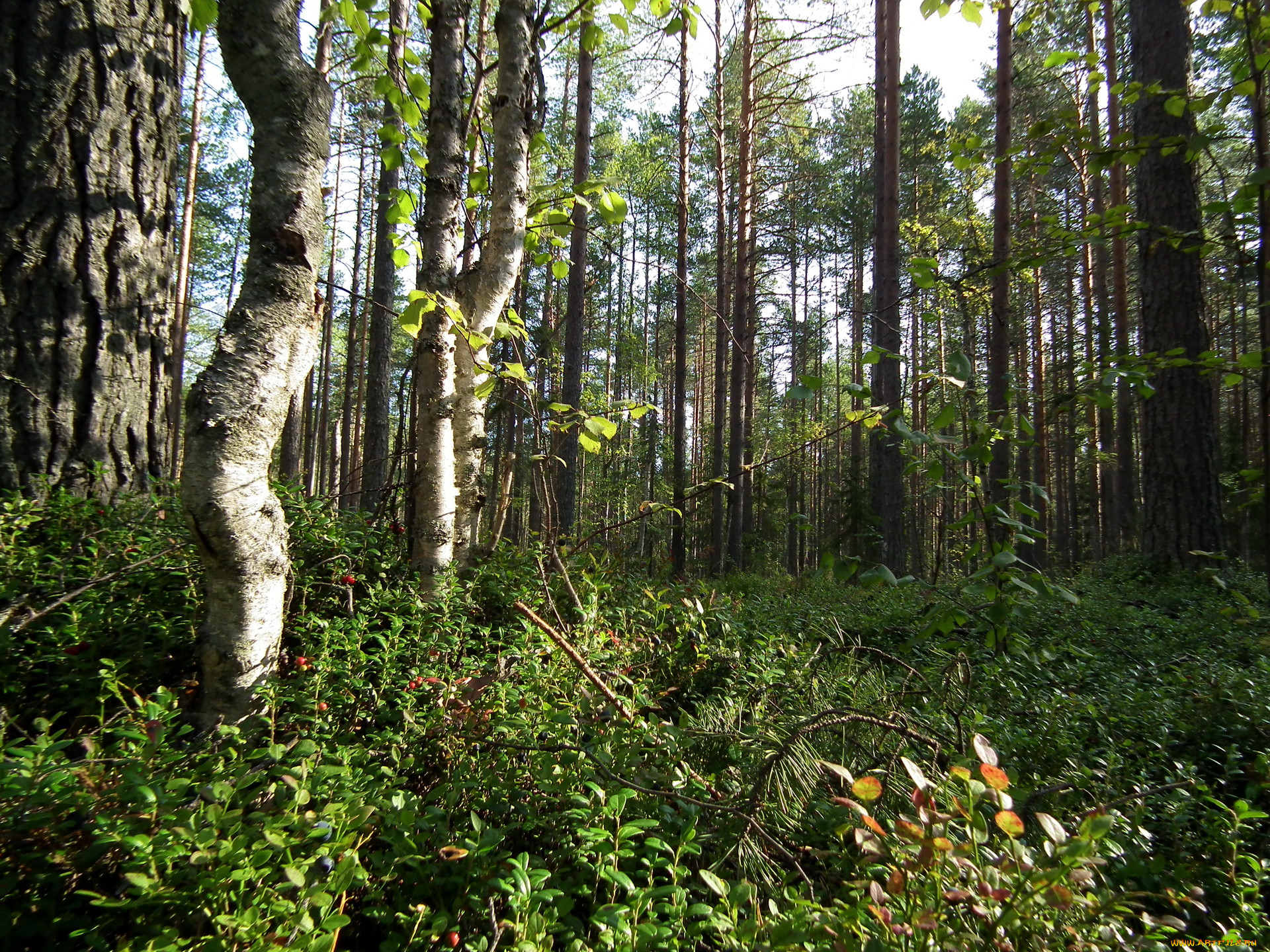 Диковский лес Вологодский район